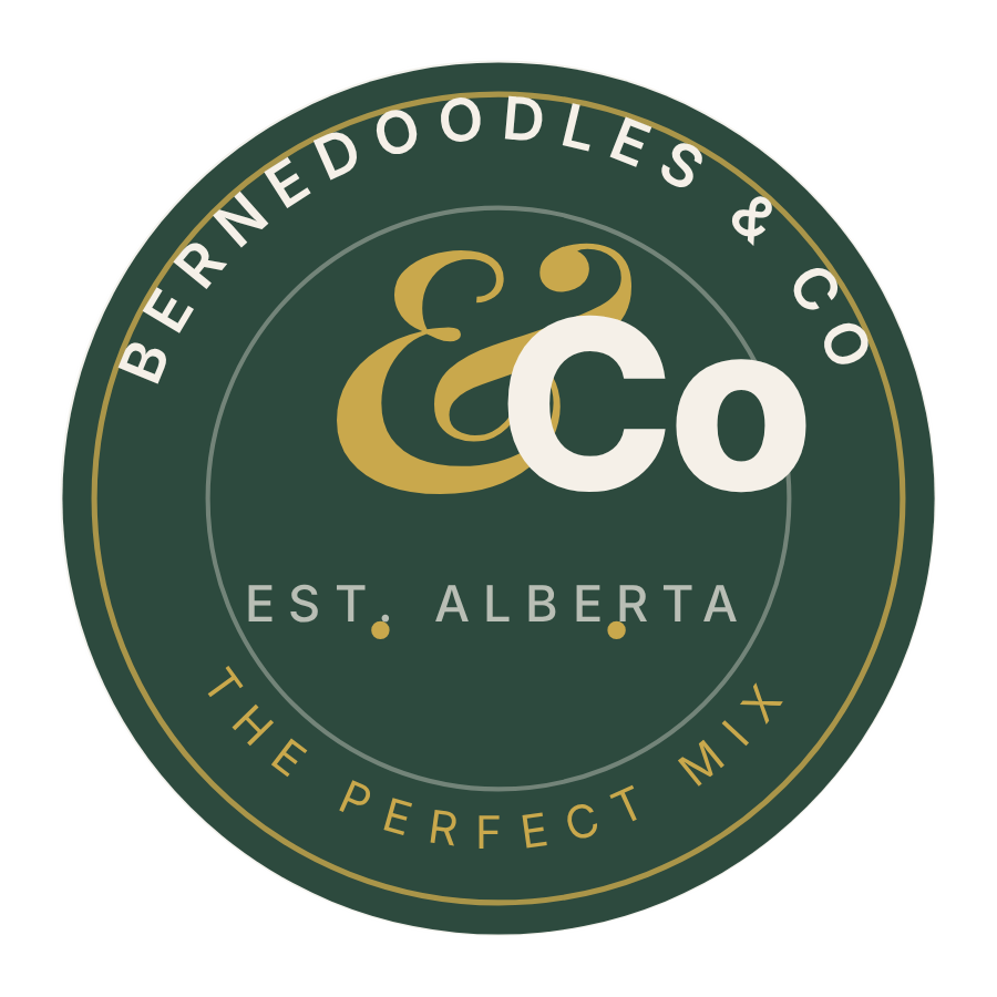 Bernedoodles & Co. — The Perfect Mix, Est. Alberta
