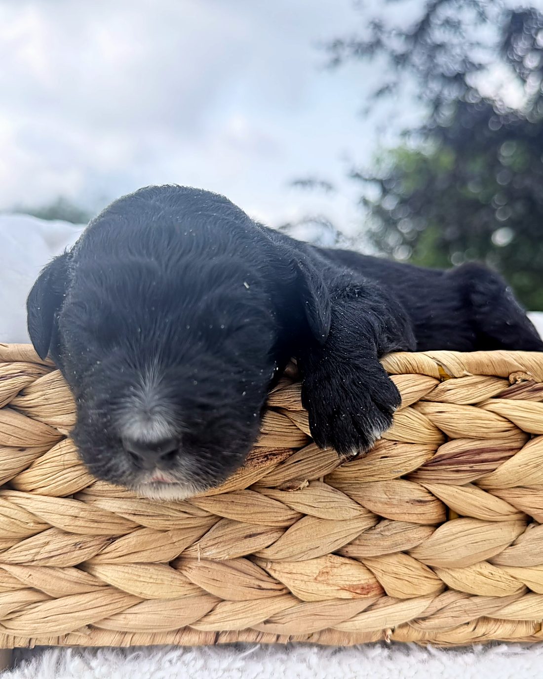 Puppy A, photographed here at the house