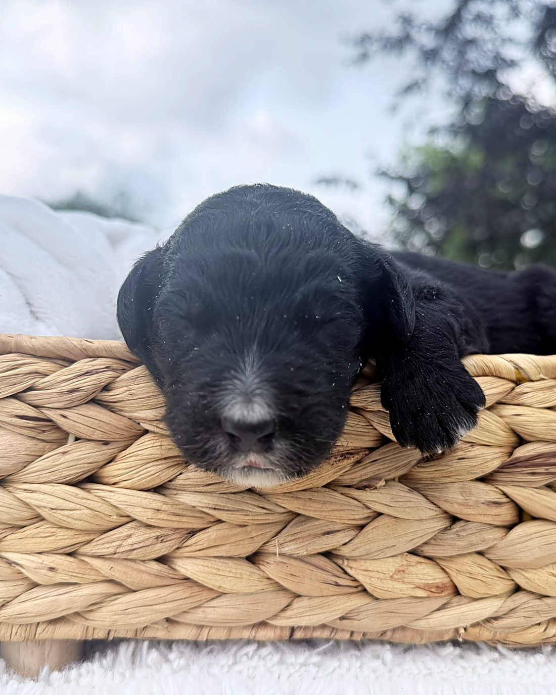 Puppy A at home, photo 2