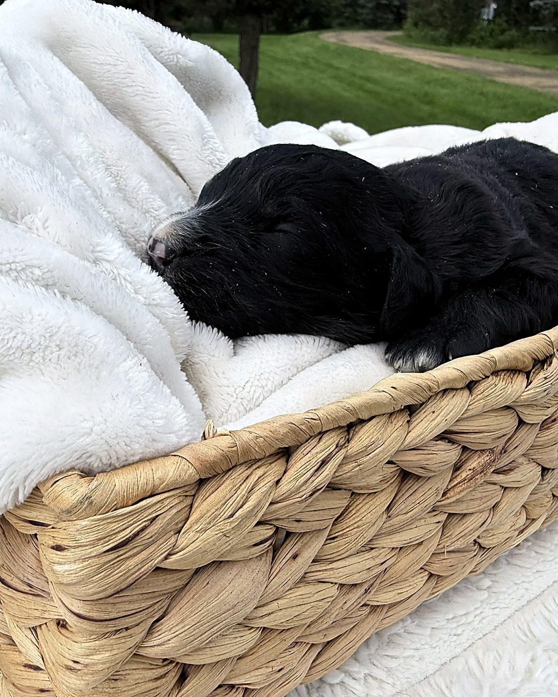Puppy B at home, photo 2