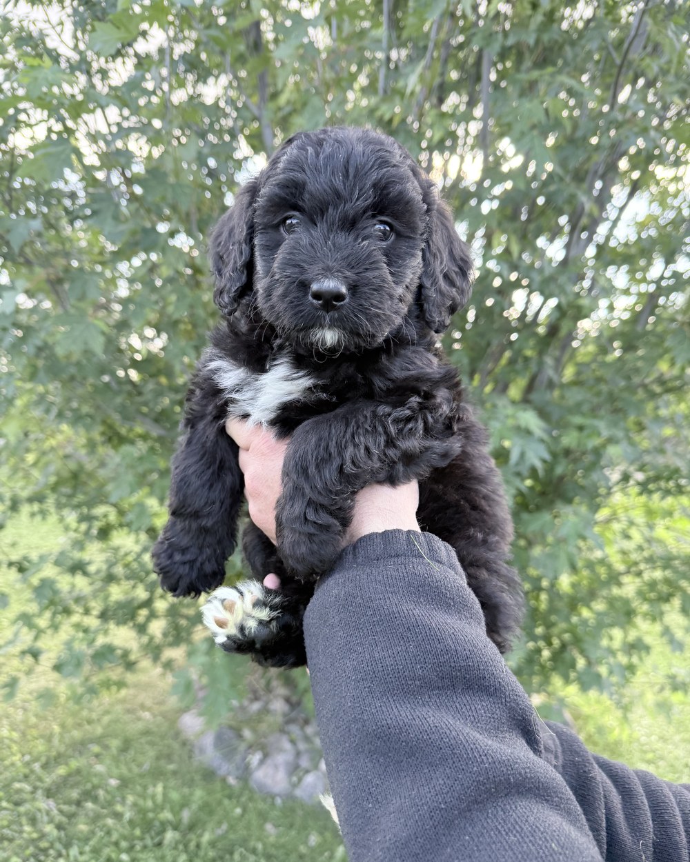 Blanche, photographed here at the house