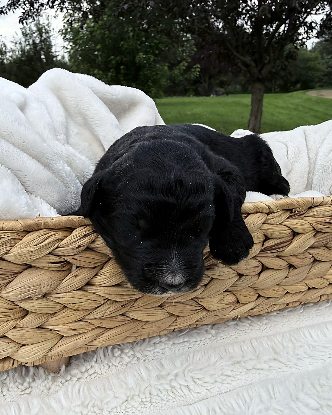 Puppy C, photographed here at the house