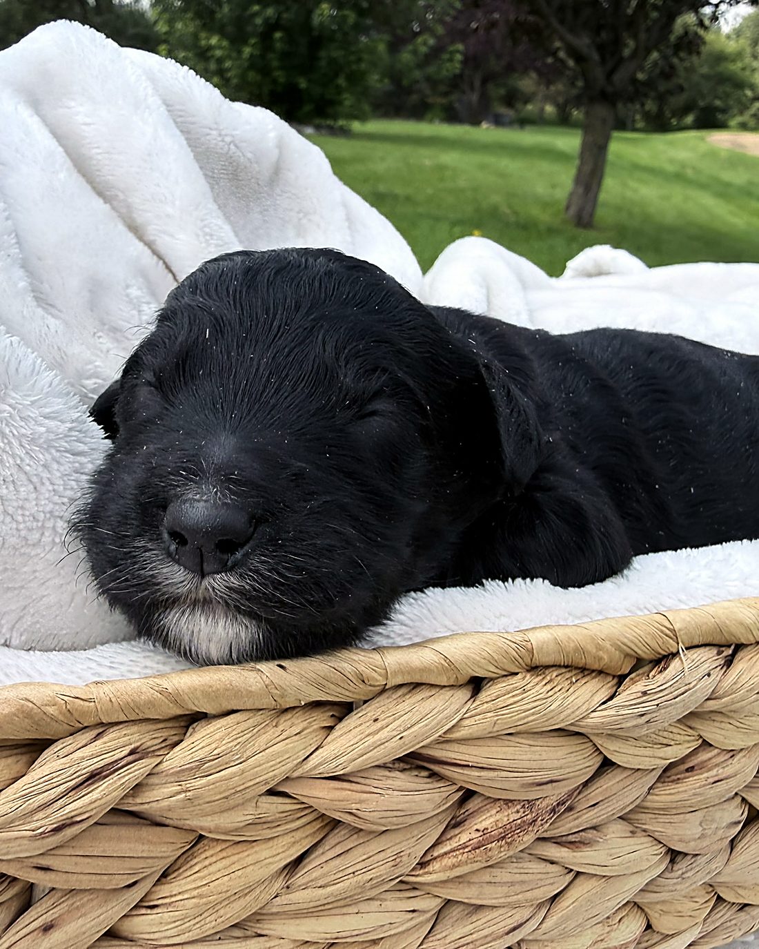 Puppy C at home, photo 2