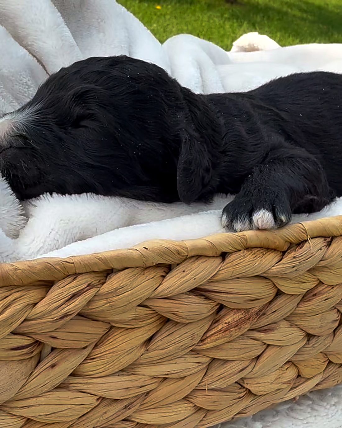 Puppy D, photographed here at the house