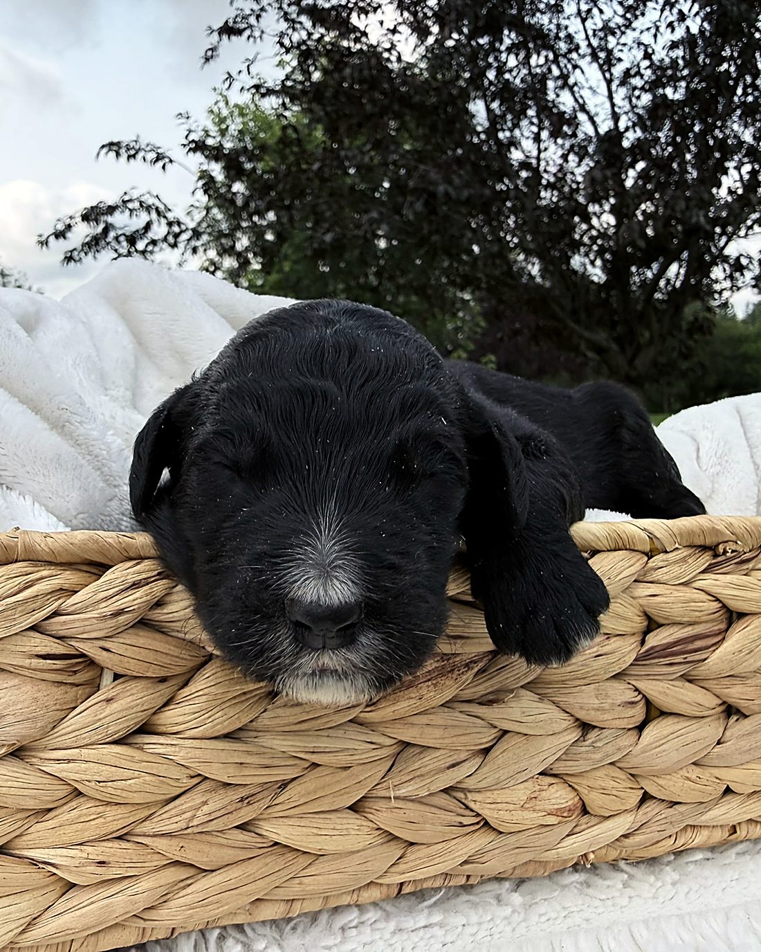 Puppy D at home, photo 2