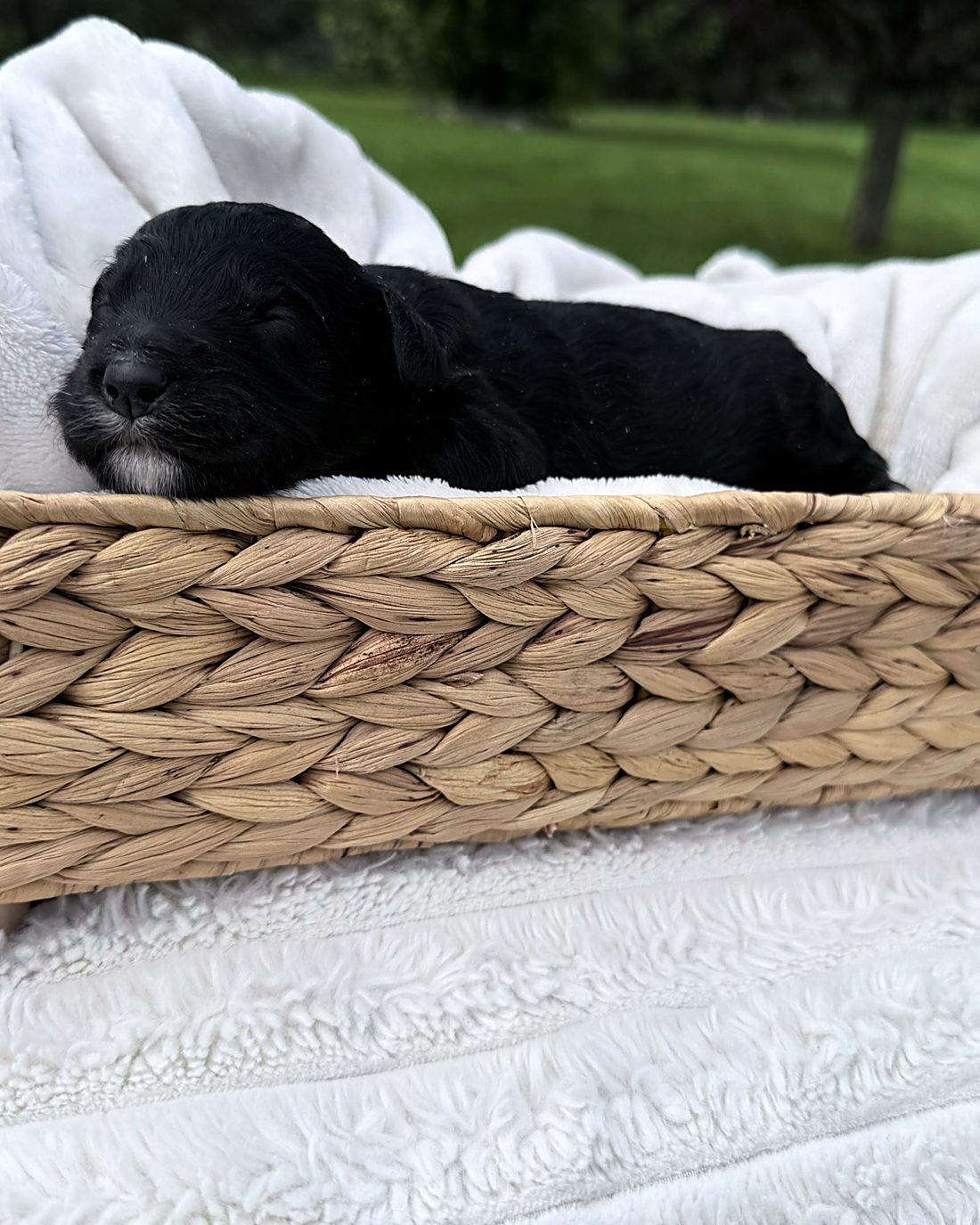 Puppy E at home, photo 2