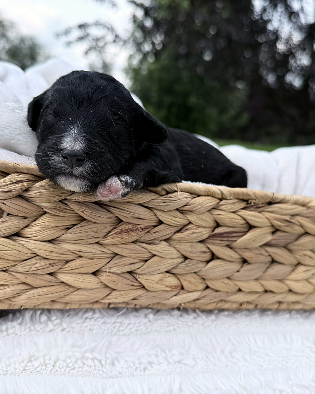 Puppy F, photographed here at the house