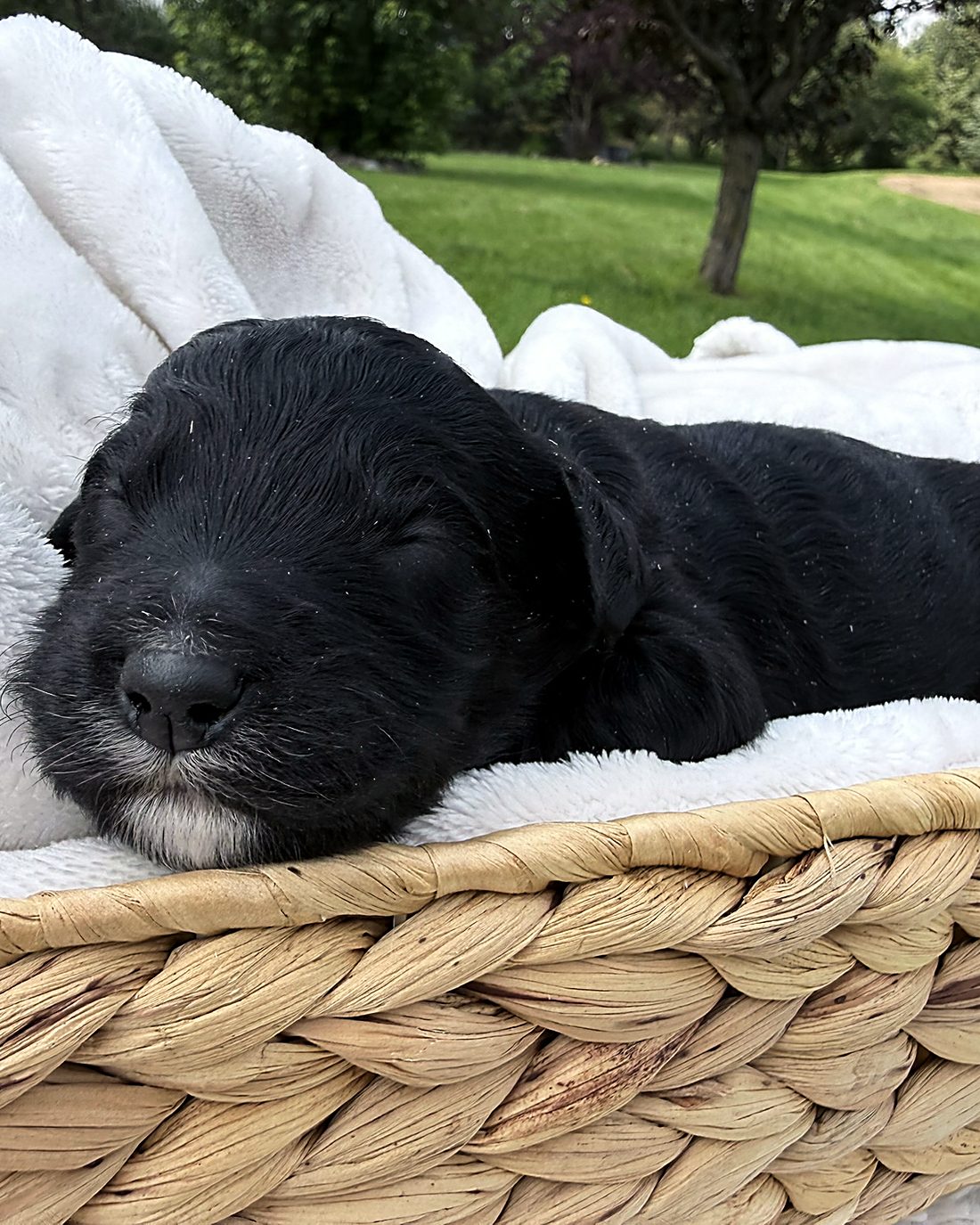 Puppy F at home, photo 2