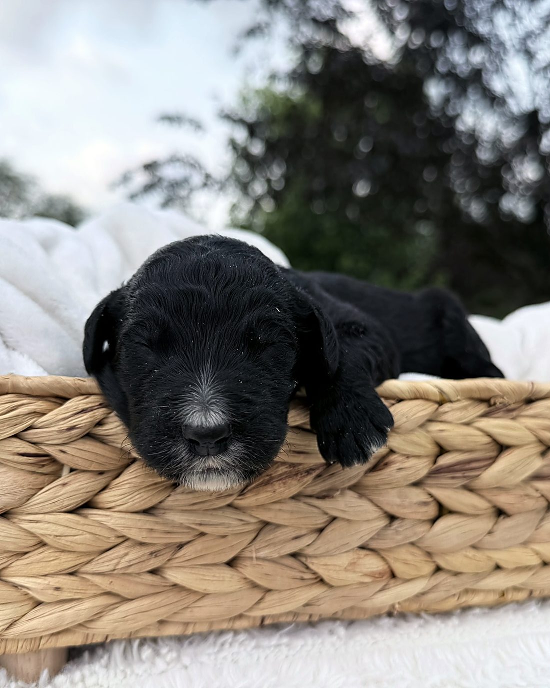 Puppy G, photographed here at the house