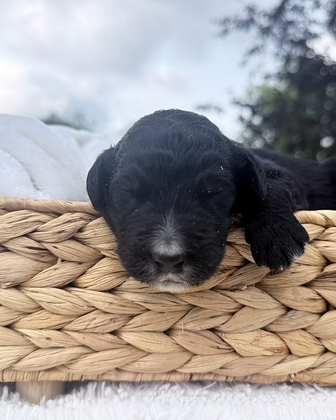 Puppy G at home, photo 2