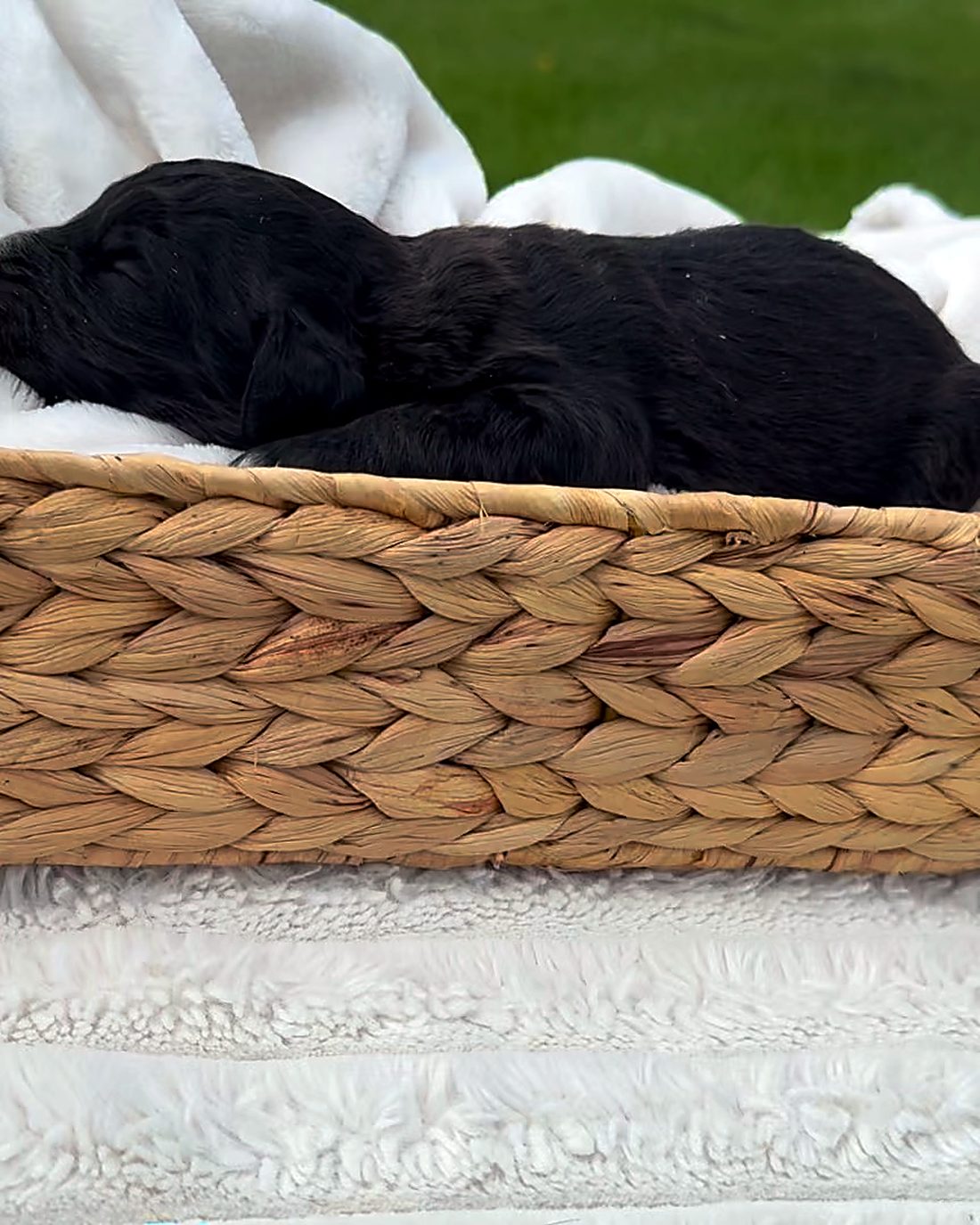 Puppy H, photographed here at the house