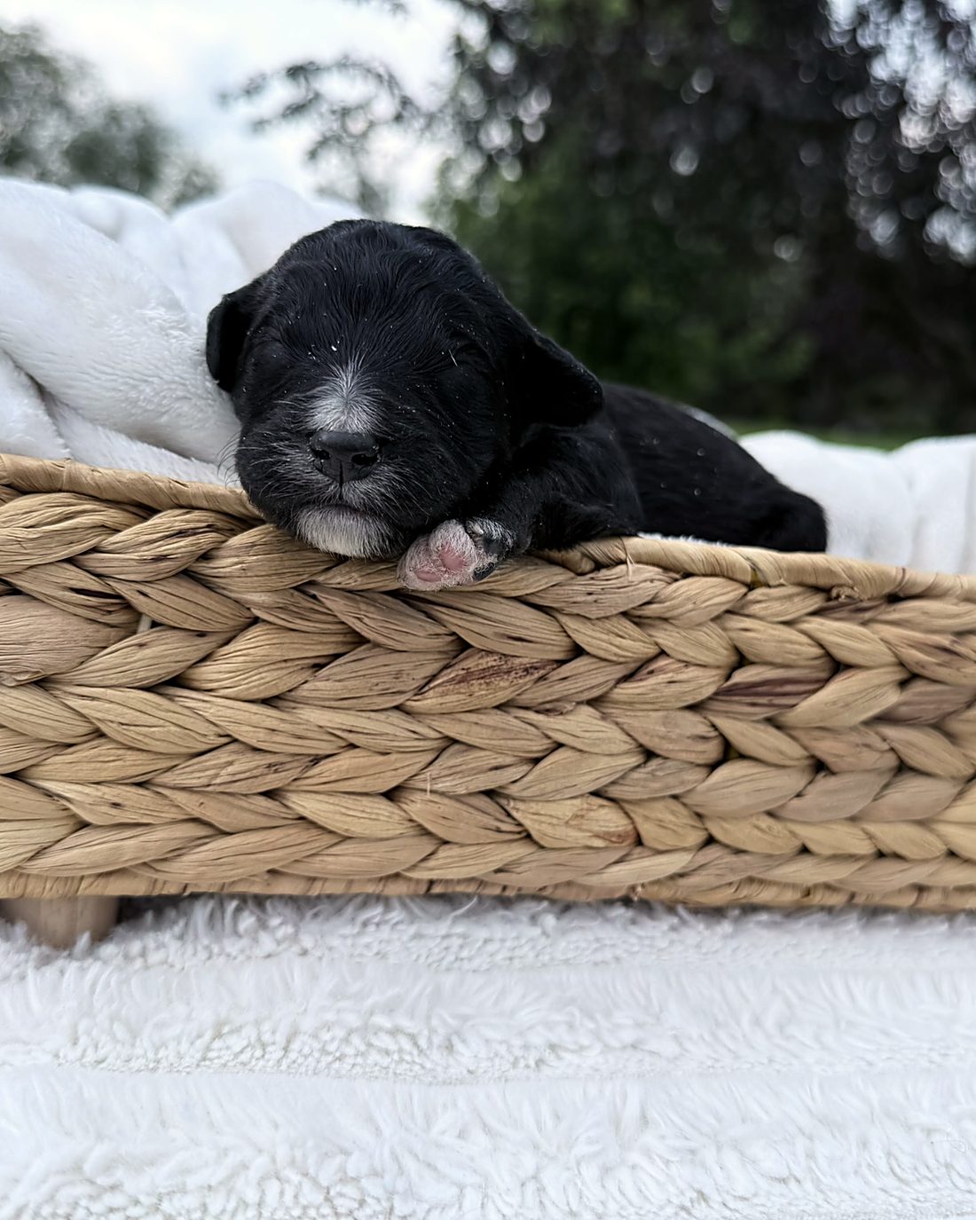 Puppy H at home, photo 2