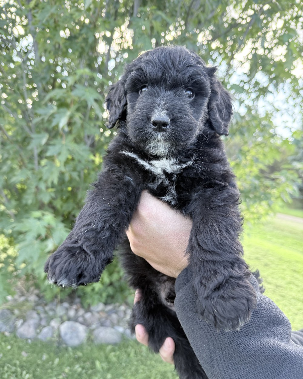 Stan, photographed here at the house