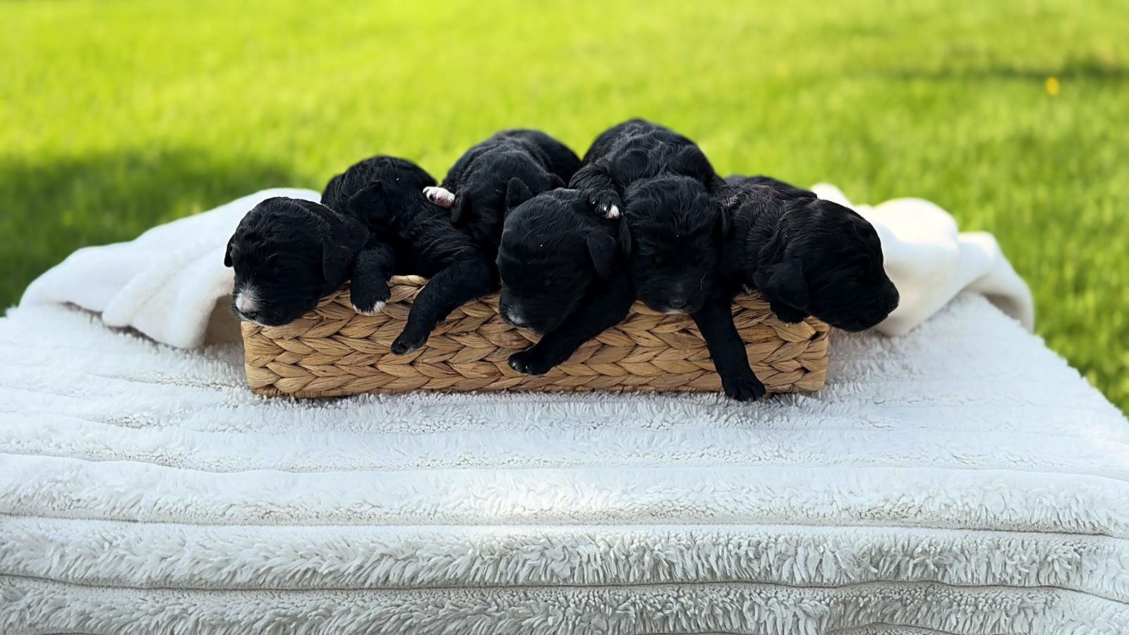 The whole August litter lined up in a basket, days old