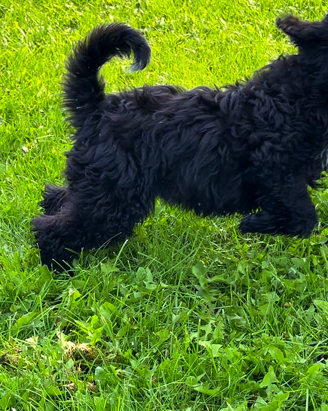 Bear at home, photo 3
