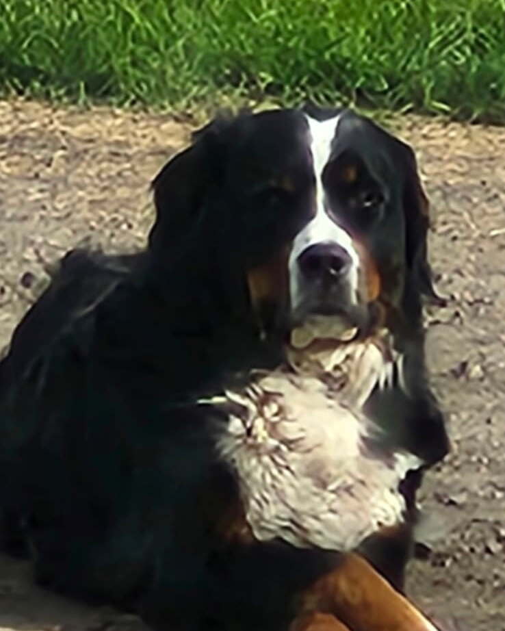 Maggie, our Bernese Mountain Dog, photographed at home