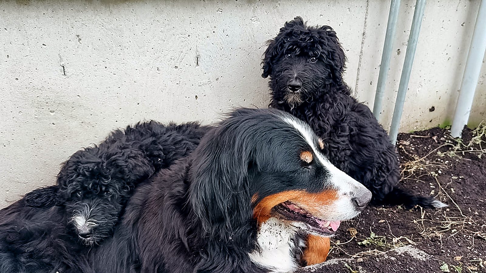 Mosley resting against a wall with one of her puppies tucked in beside her
