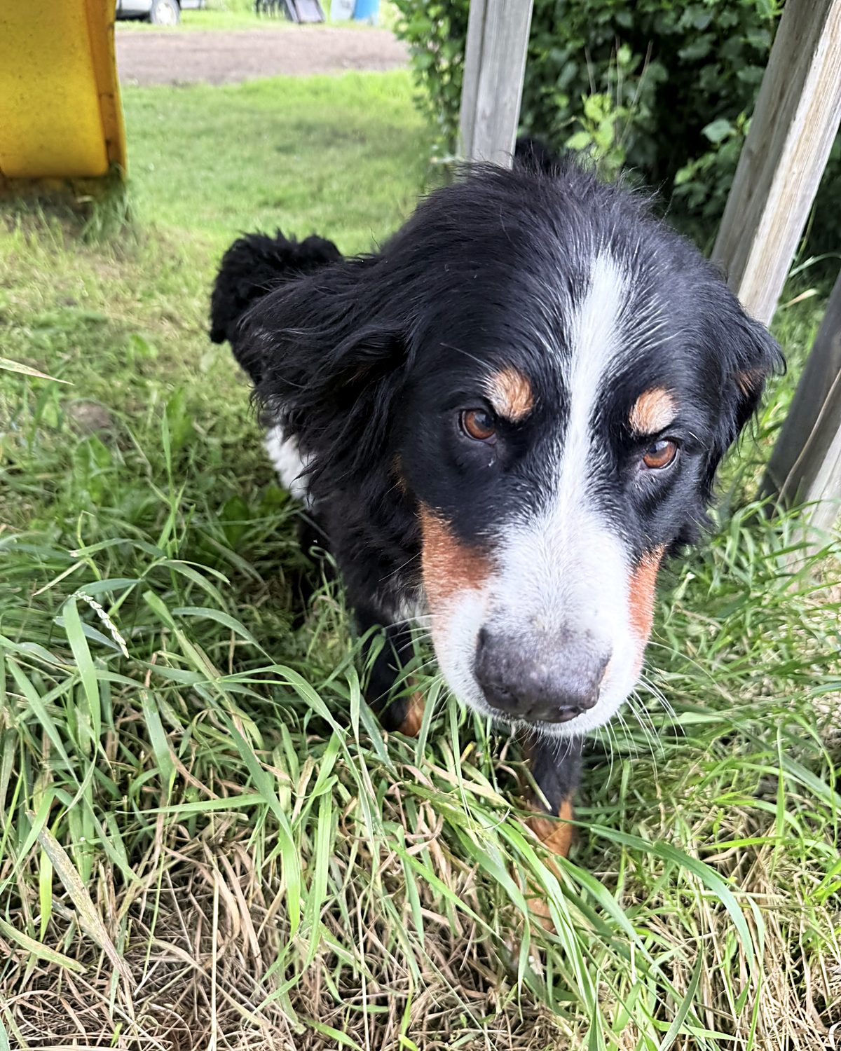 Rosie, our Bernese Mountain Dog, photographed at home