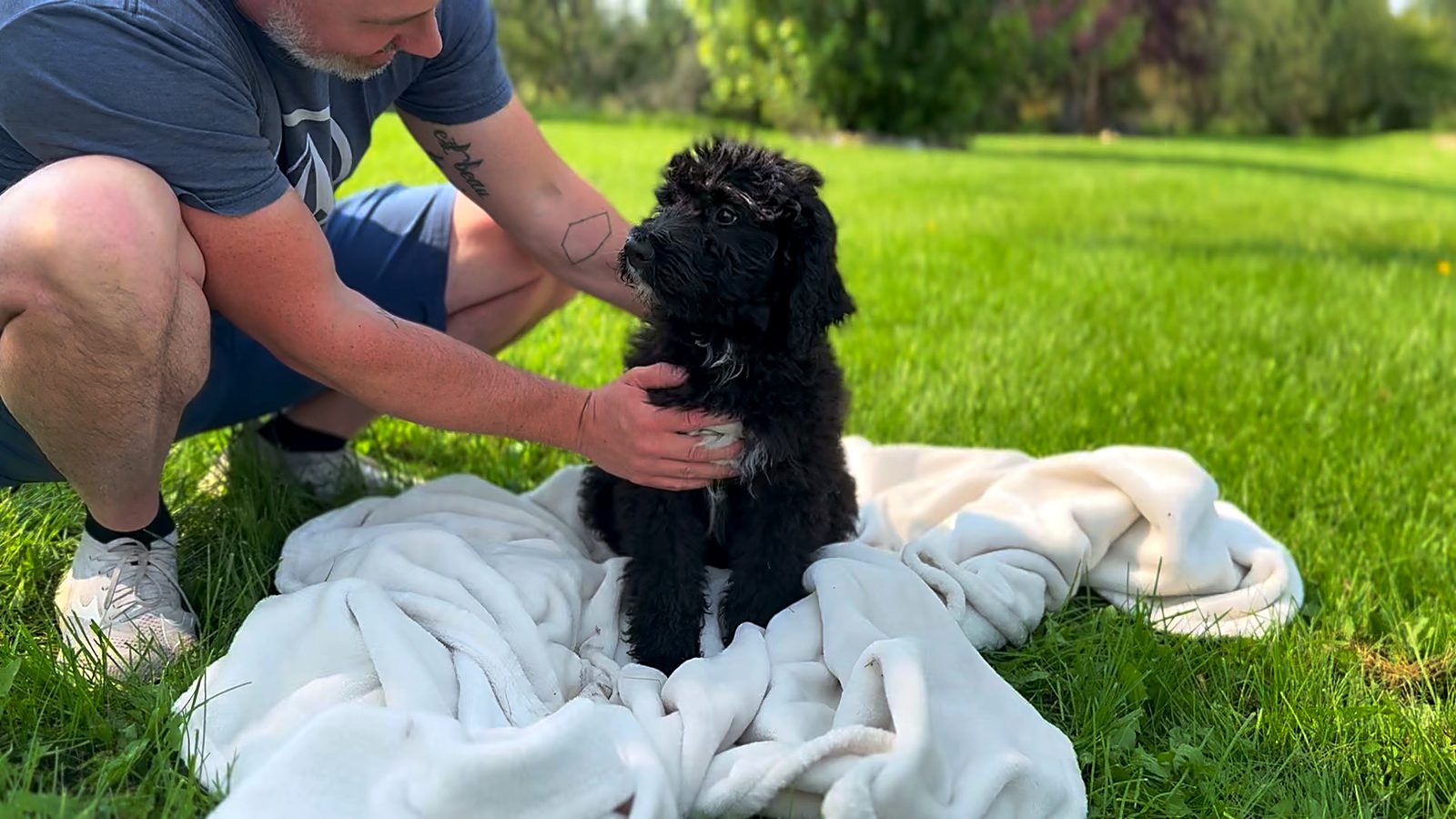 A puppy being handled on a blanket during a temperament evaluation
