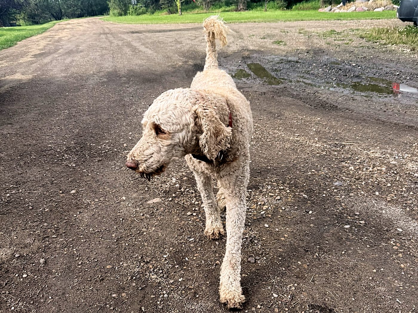 Walter, our Standard Poodle, photographed at home